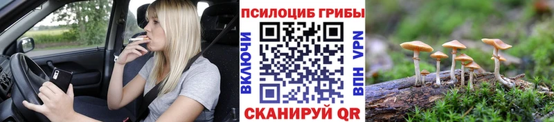 Галлюциногенные грибы Psilocybe  Дальнегорск 
